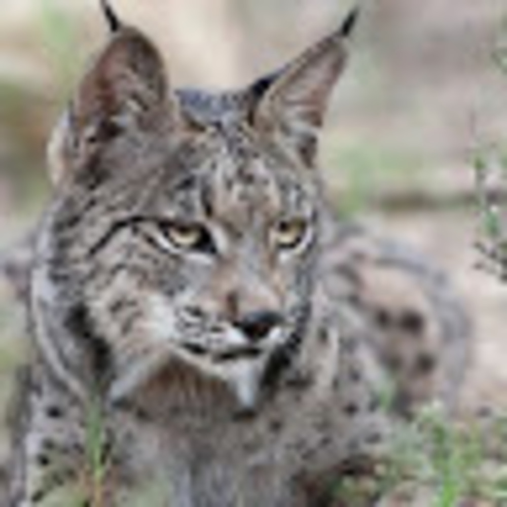 Meet your Posher, Lynx